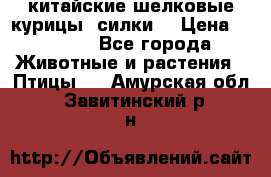 китайские шелковые курицы (силки) › Цена ­ 2 500 - Все города Животные и растения » Птицы   . Амурская обл.,Завитинский р-н